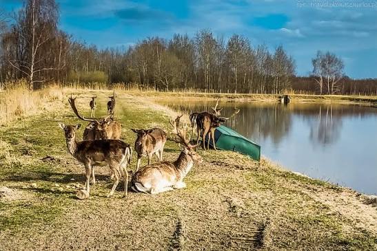 Skąd zacząć zwiedzanie - atrakcje Doliny Baryczy / Stawy Milickie, Jamnik i Ruda Żmigrodzka | OkoNaSznurku - travel